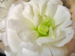Th_img_6462