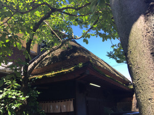 Image_5