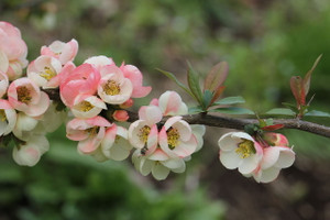 Chaenomeles_2014